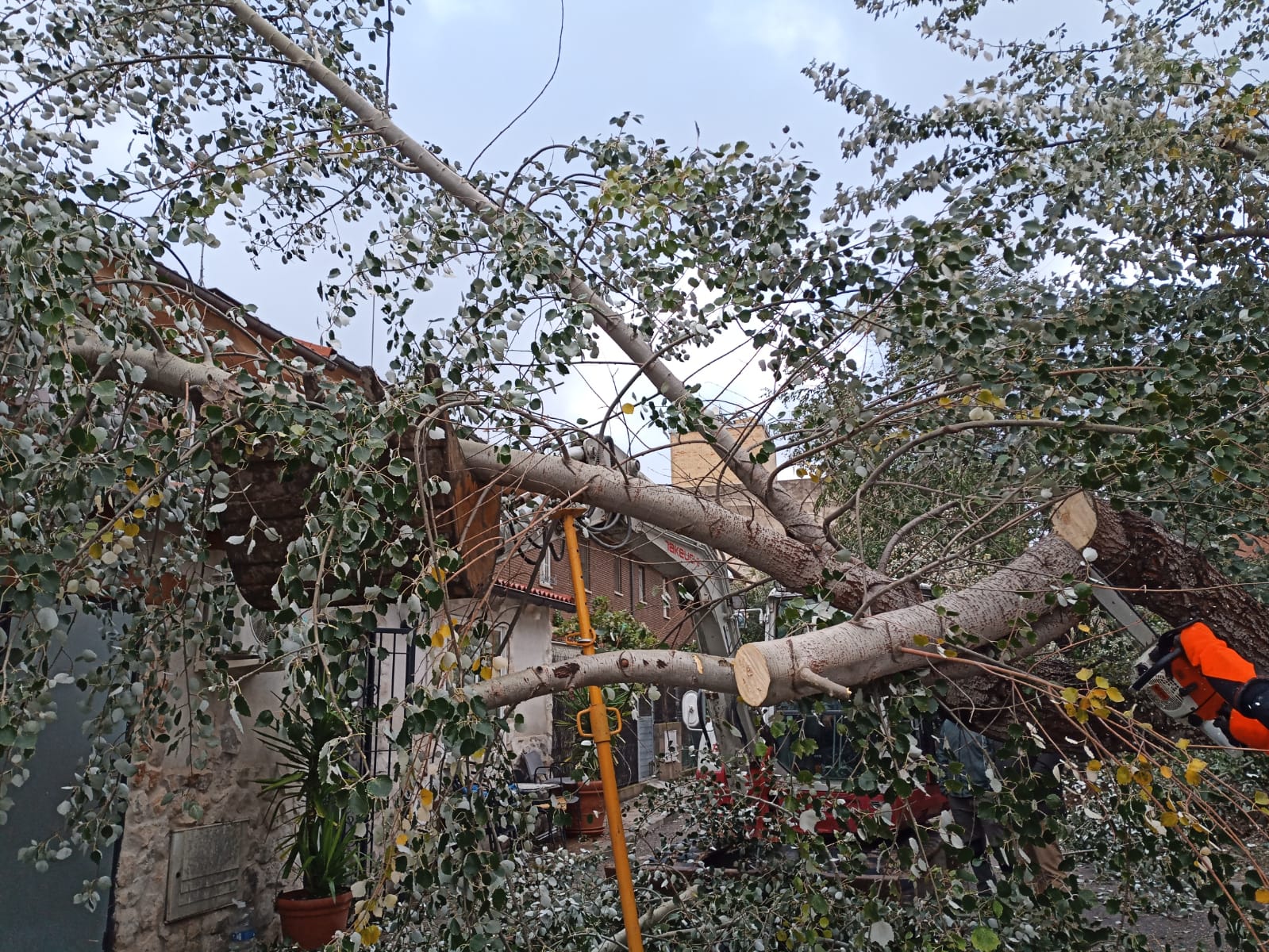 El Campo Grande de Valladolid permanecerá cerrado ante la amenaza del viento