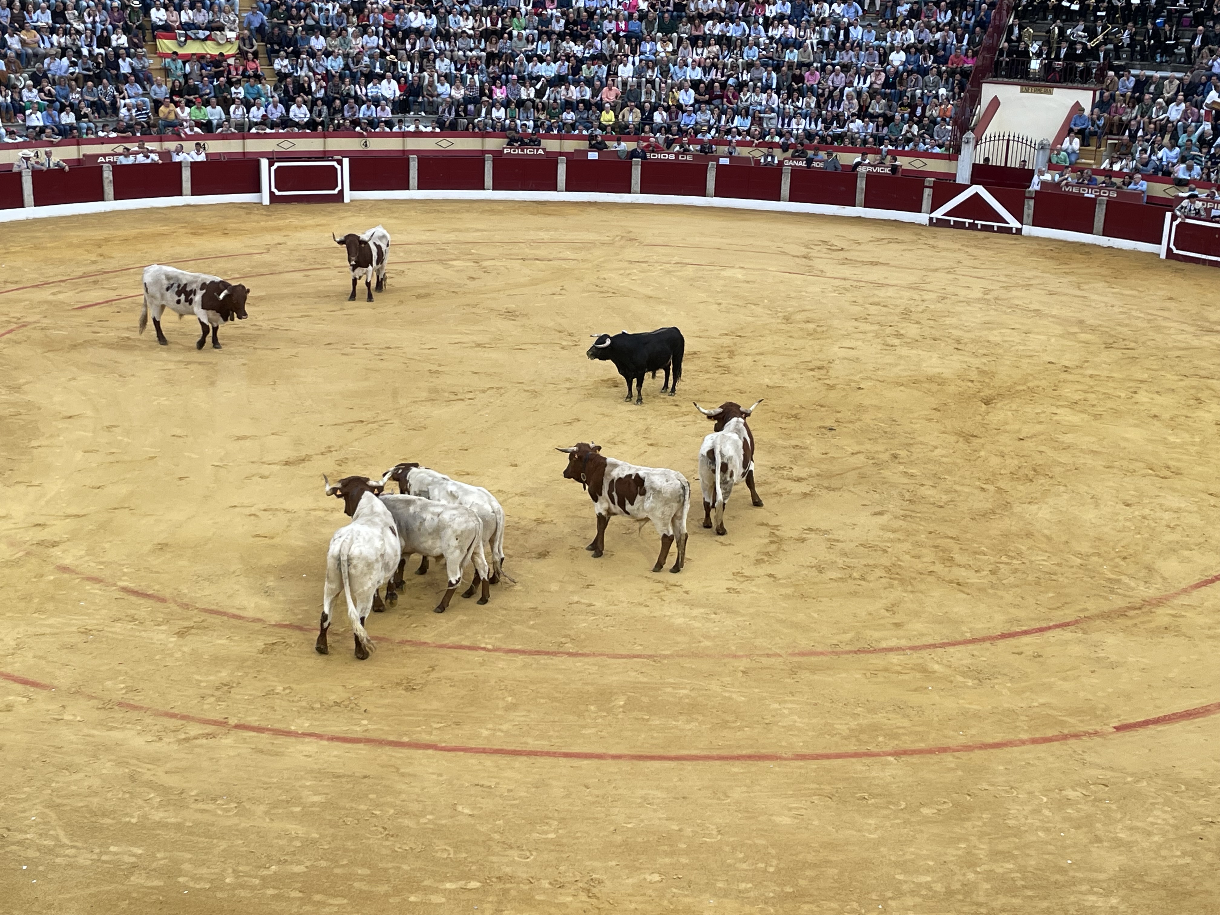 Así hemos narrado la corrida de toros en Almendralejo